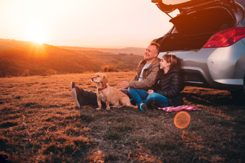 driving with pets