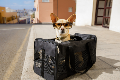 travel with pets