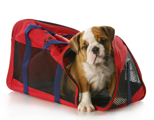 travel bag with dog