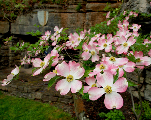 Ozark Dogwoods in Eureka Springs